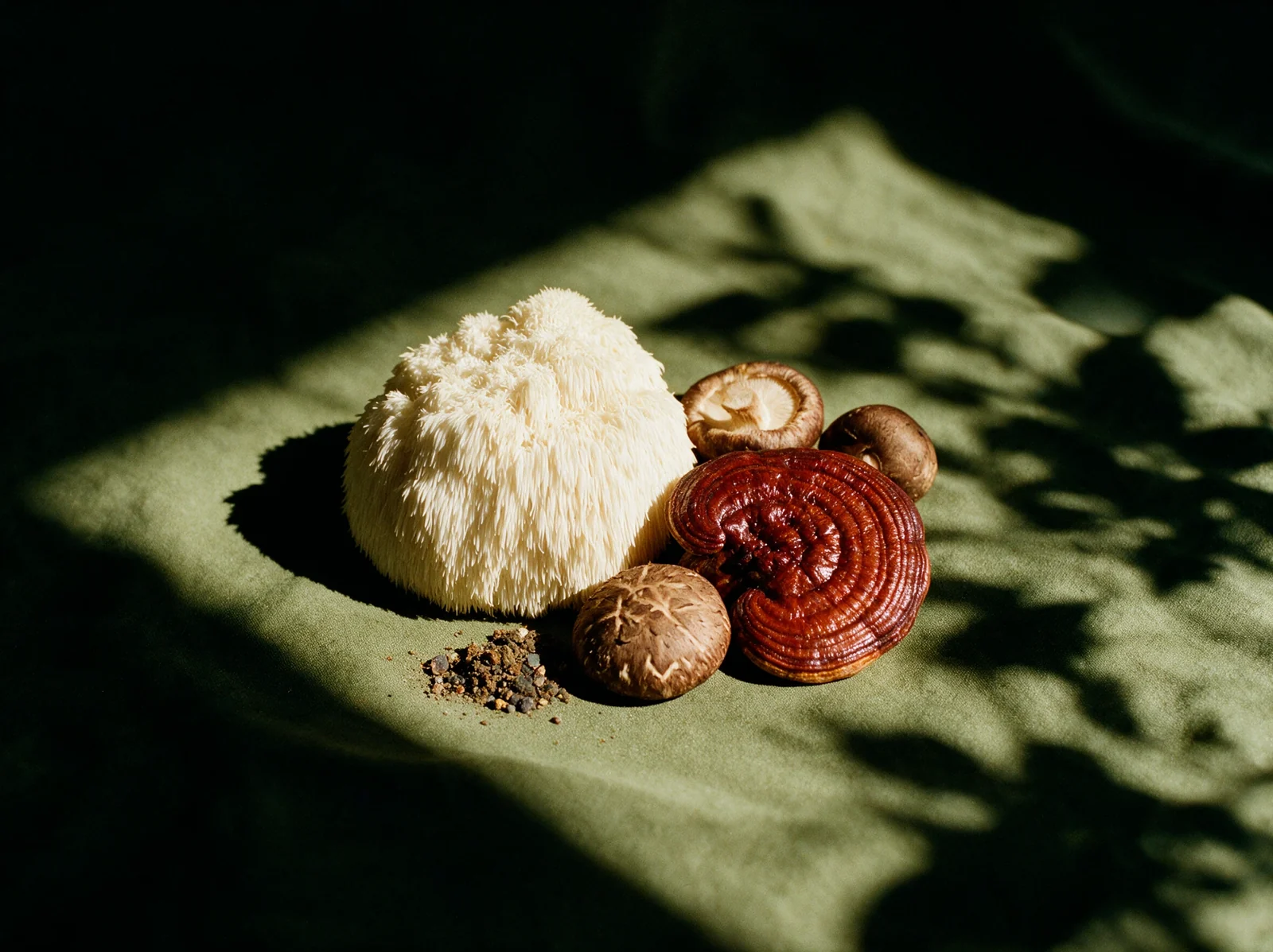 Lion's Mane, Reishi, Shiitake i Aloha Minerals